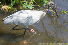 wood stork